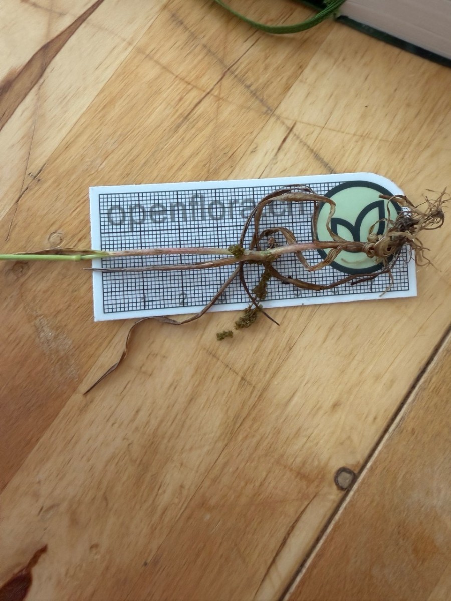 Groß (IMG_1446).jpeg