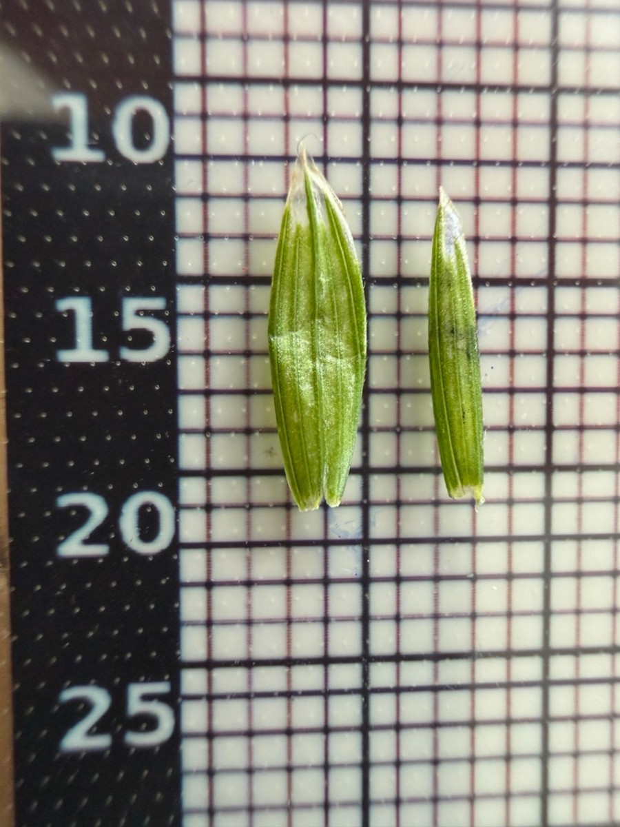 Groß (IMG_1450).jpeg