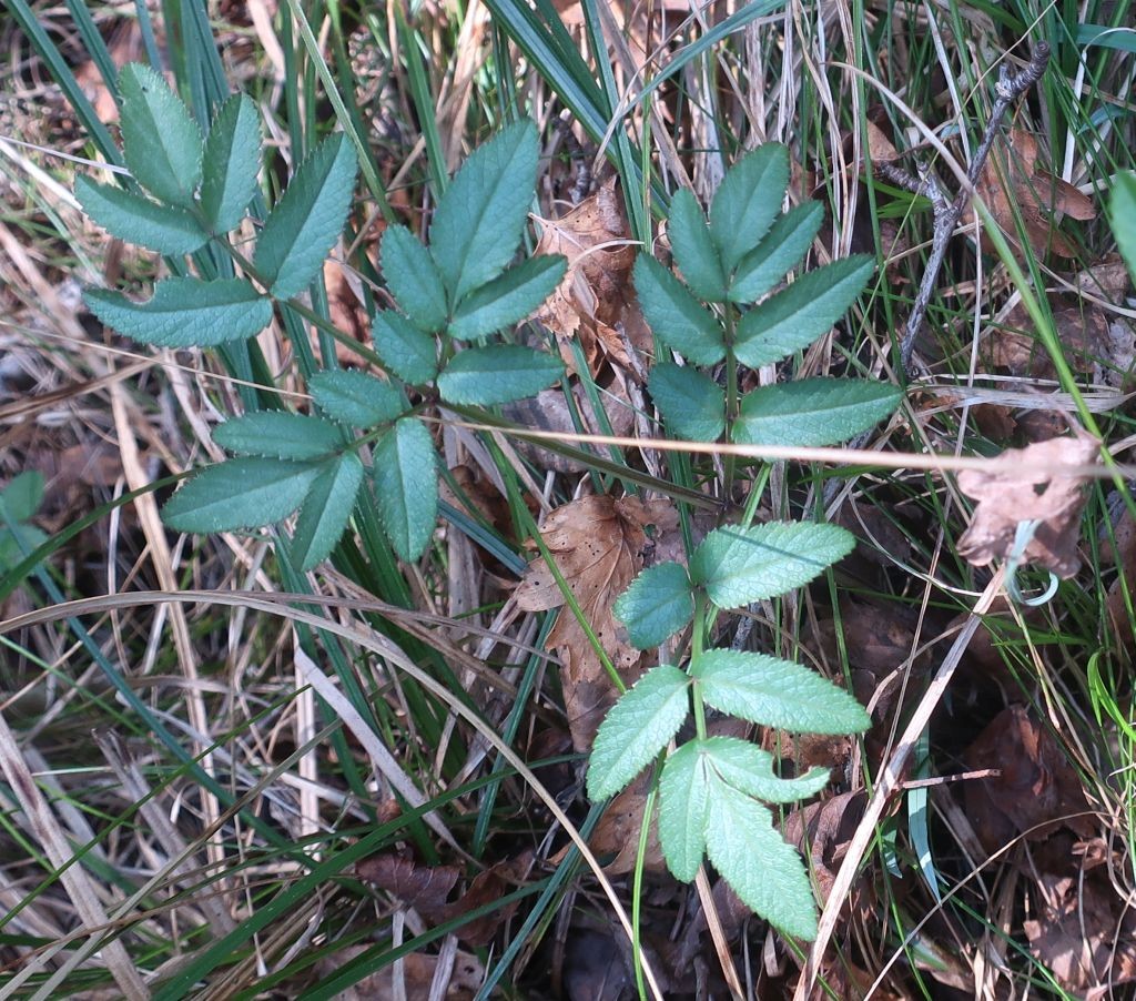 2026-04-17_Angelica sylvestris ssp sylvestris 2_Stadtwald Augsburg.jpg