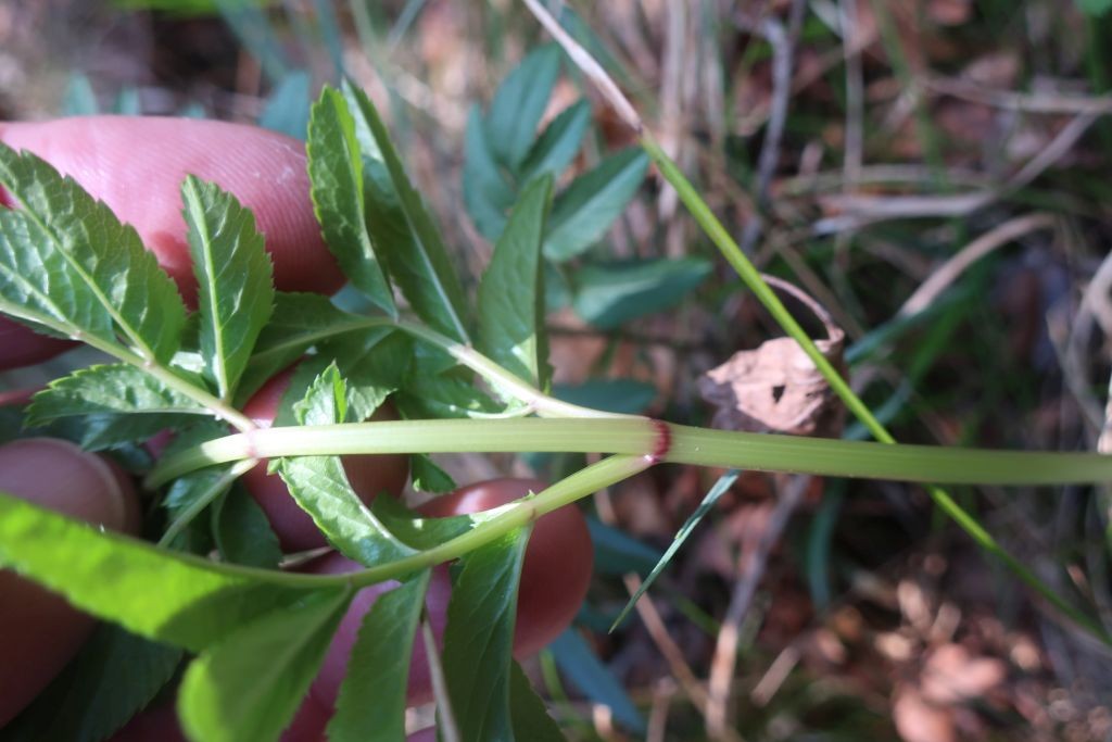 2026-04-17_Angelica sylvestris ssp sylvestris 1_Stadtwald Augsburg.jpg