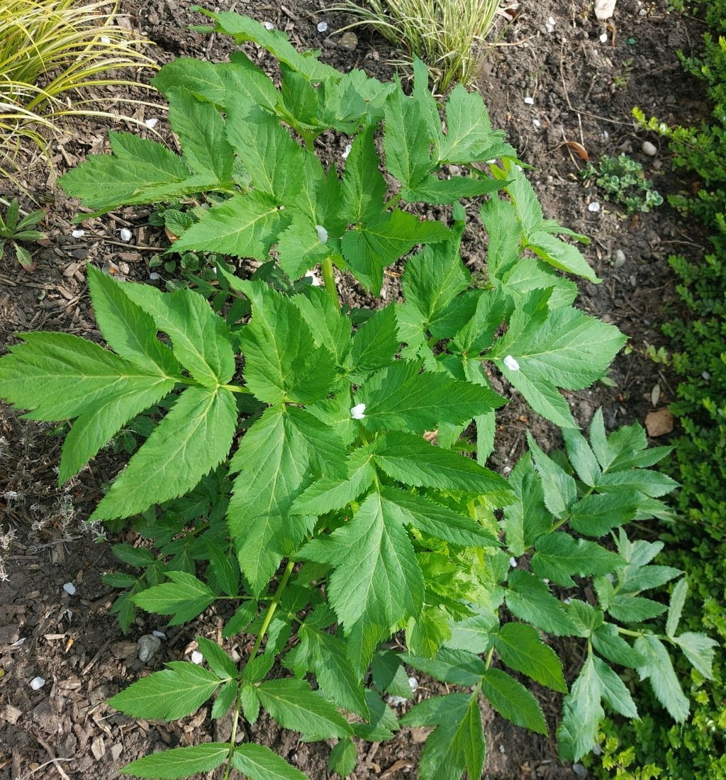 2026-04-19_Angelica archangelica 1_Augsburg Kraeutergarten.jpg