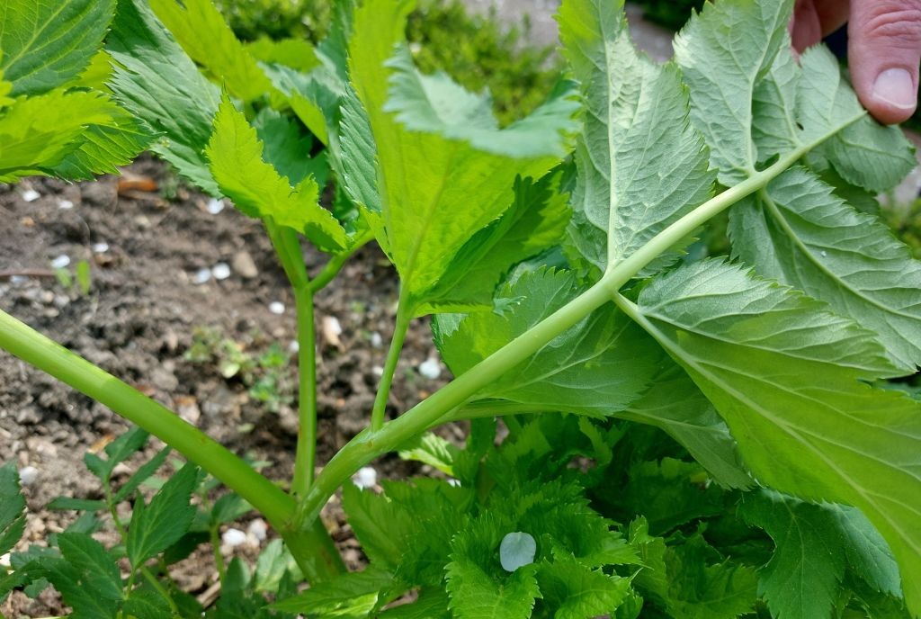 2026-04-19_Angelica archangelica 2_Augsburg Kraeutergarten.jpg