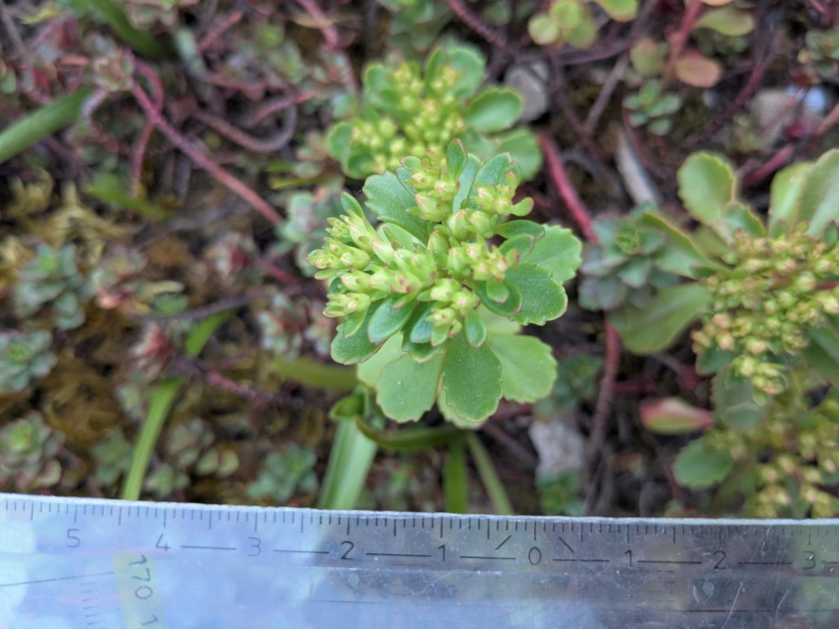 Sedum_8.jpeg