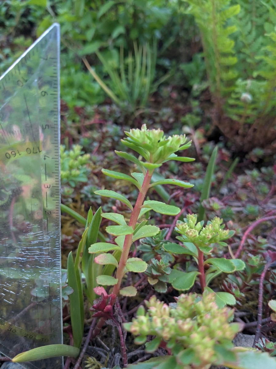 Sedum_7.jpeg
