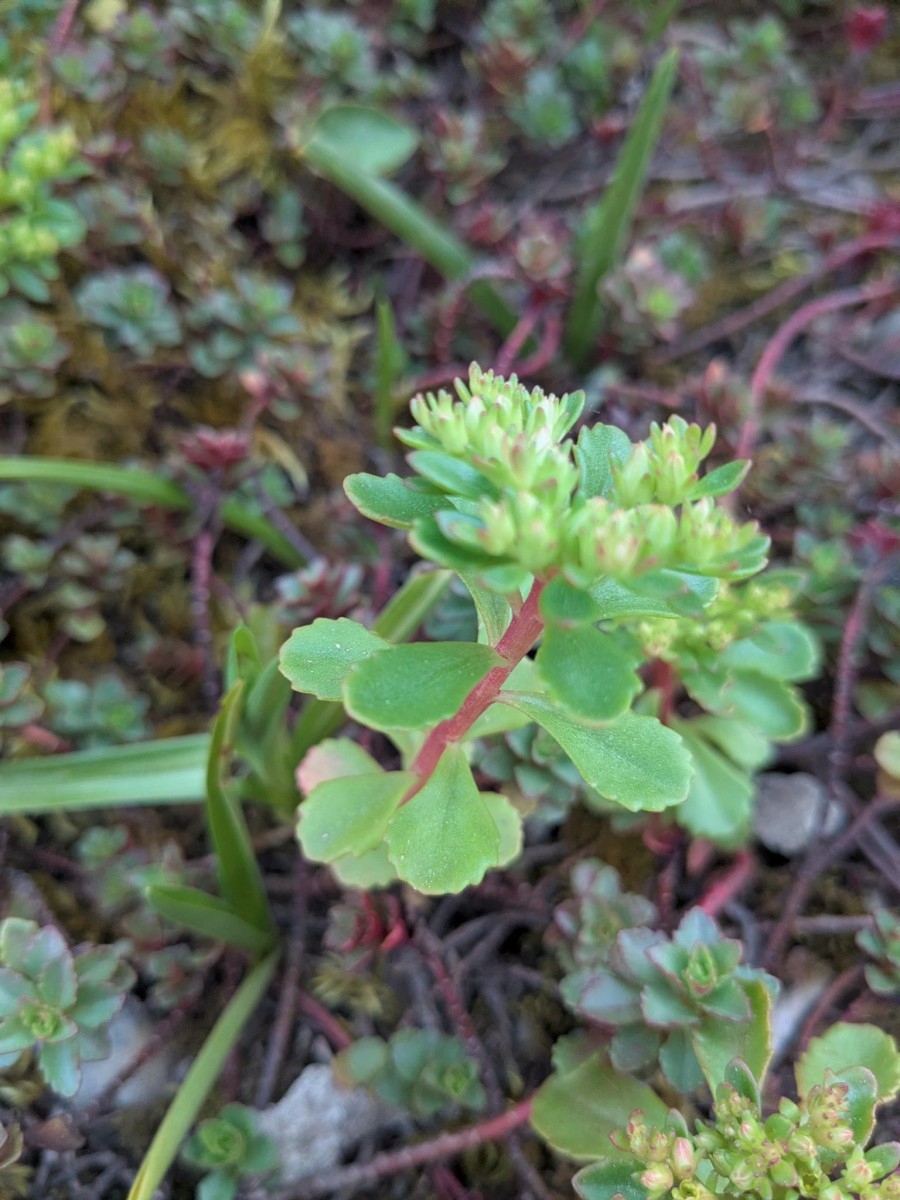 Sedum_6.jpeg