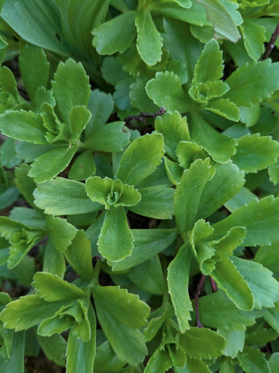 Sedum_4.jpeg