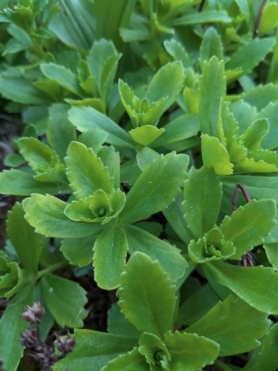 Sedum_3.jpeg