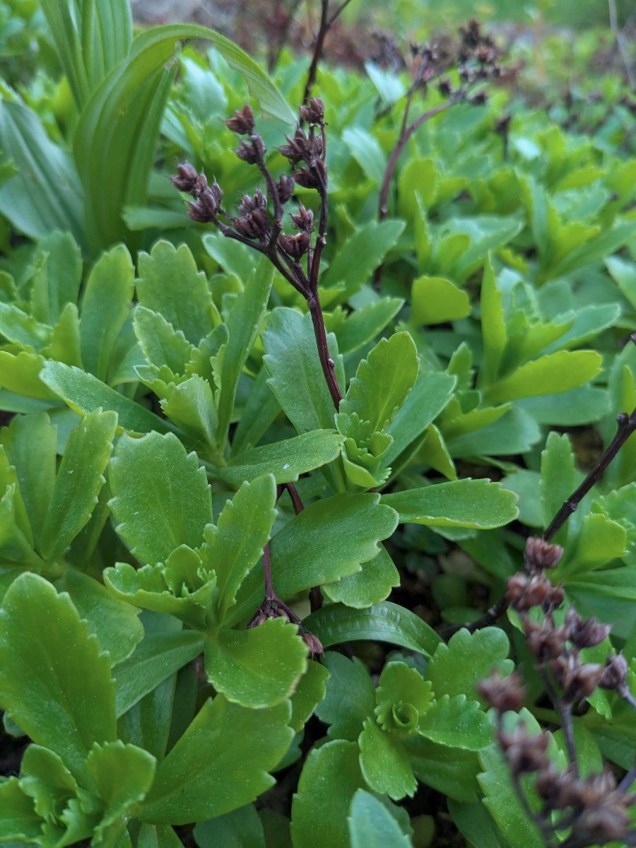Sedum_2.jpeg