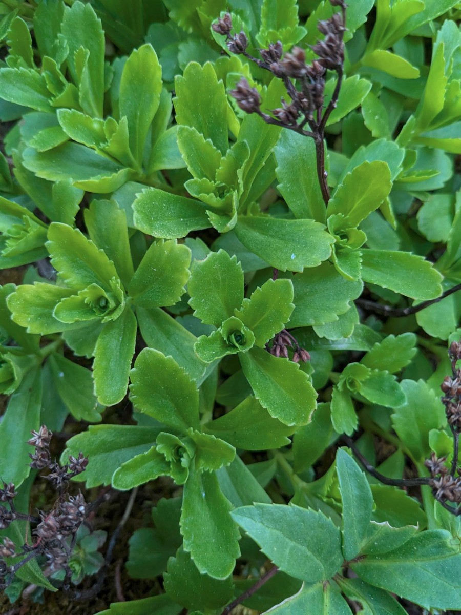 Sedum_1.jpeg