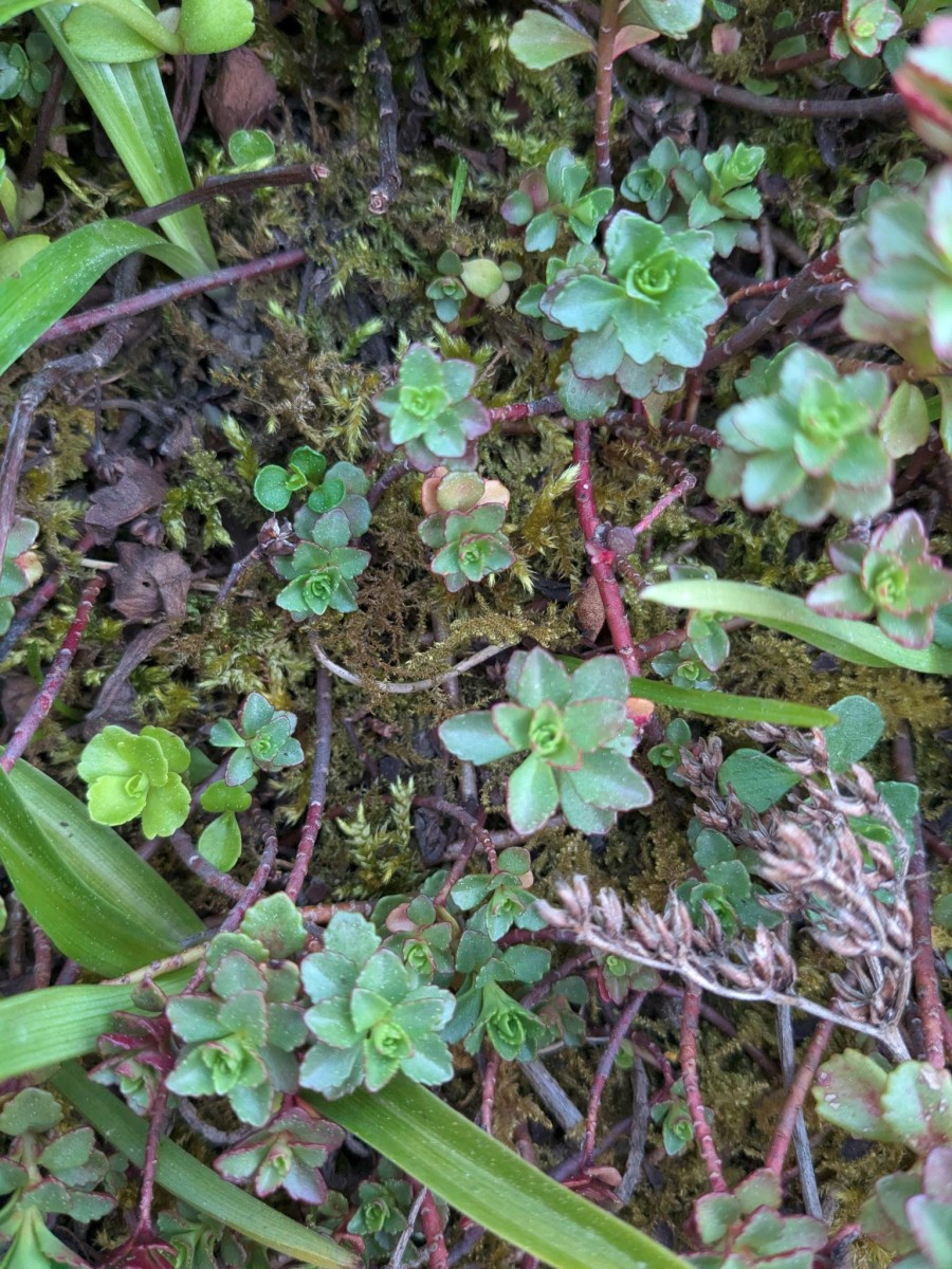 sedum_16.jpeg