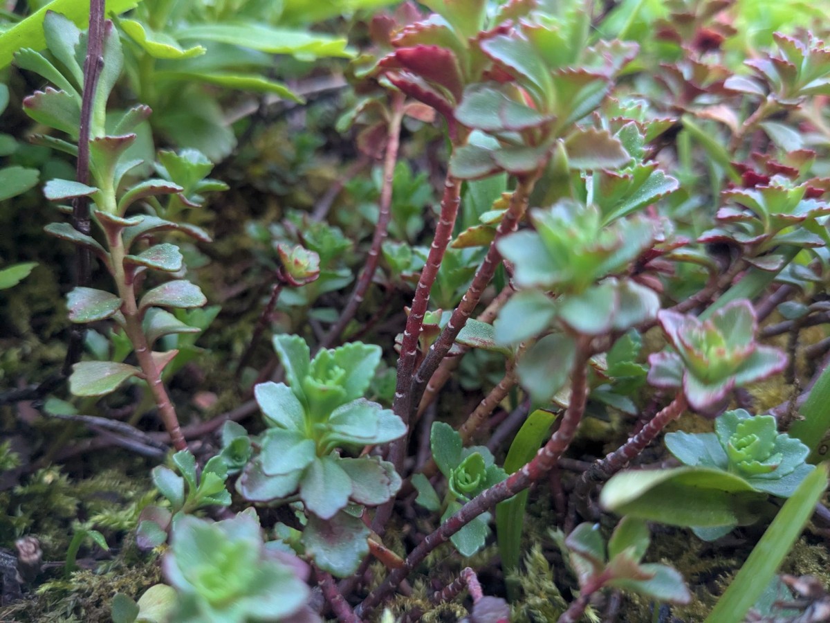sedum_15.jpeg
