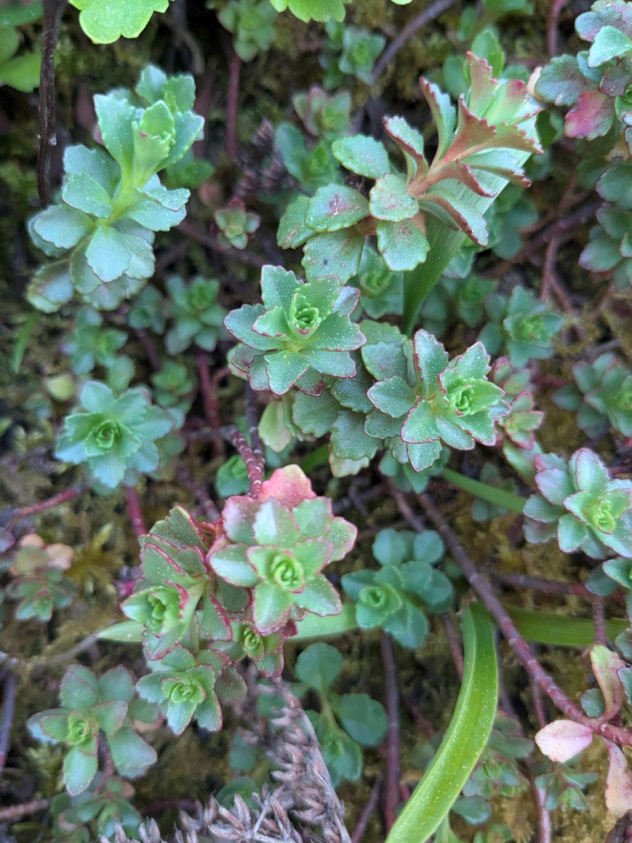 sedum_14.jpeg