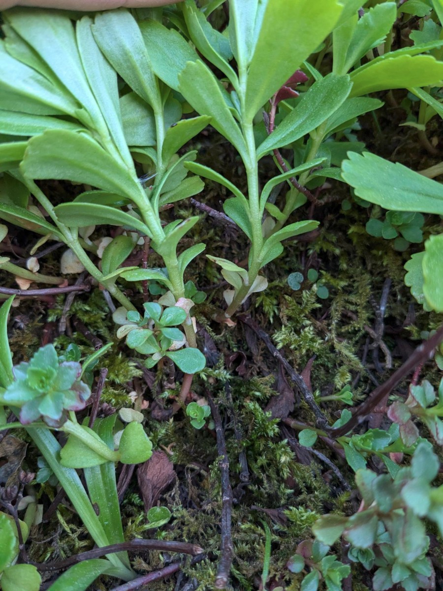 sedum_13.jpeg