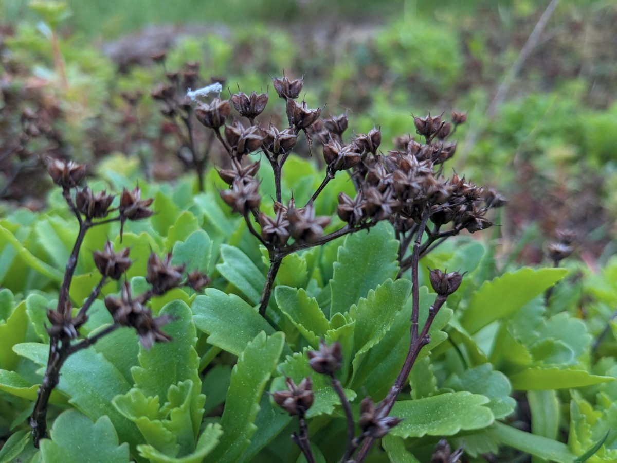 sedum_12.jpeg