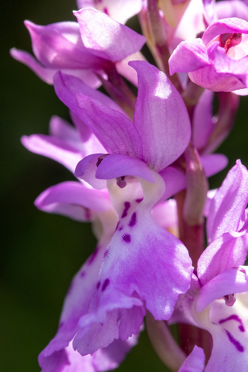 Orchis ichnusae