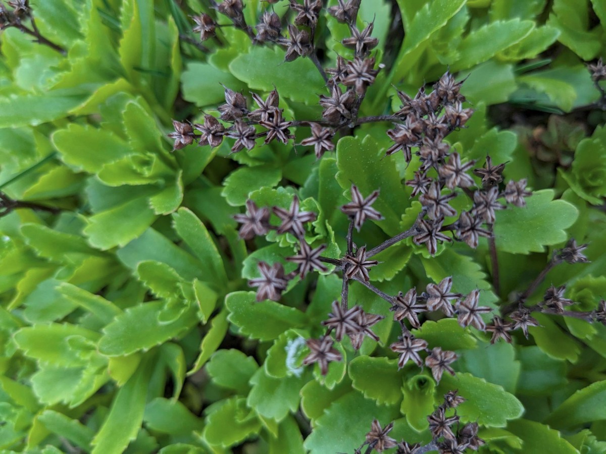 sedum_11.jpeg