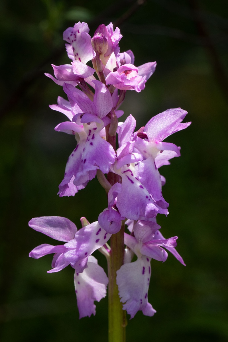 Orchis ichnusae