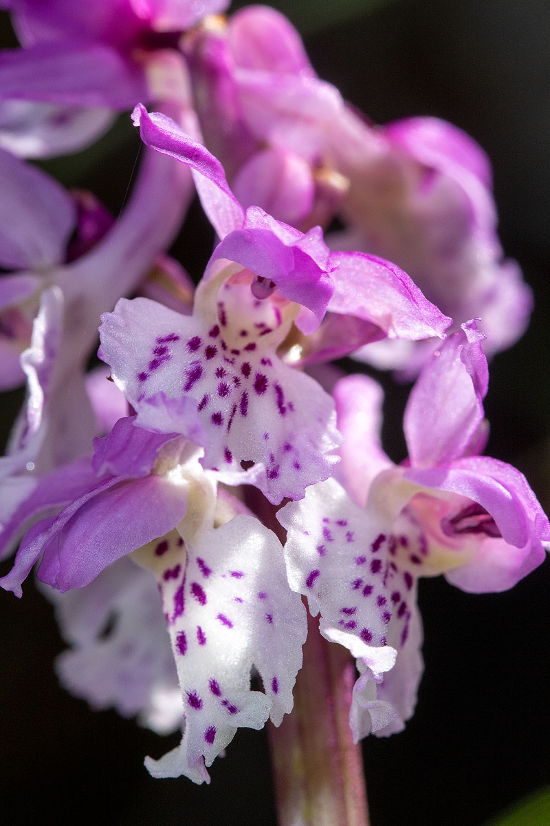 Orchis ichnusae