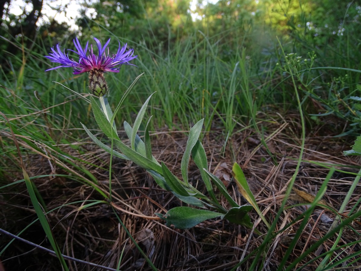 Centaurea triumfettii.JPG