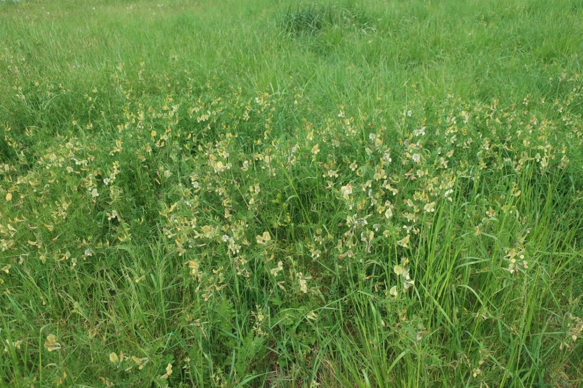 Vicia grandiflora 1_Ebing_2026-05-04.jpg