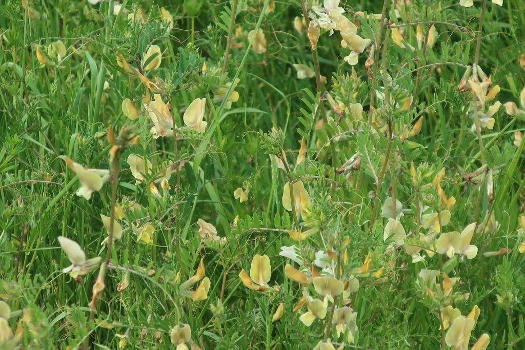 Vicia grandiflora 2_Ebing_2026-05-04.jpg