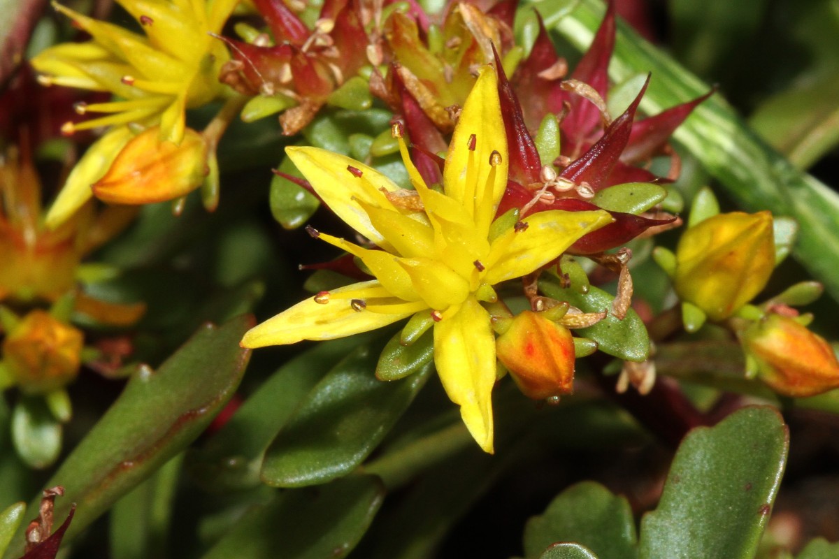 5000_03_Kamtschatka- Asienfetthenne_Sedum kamtschaticum.jpg