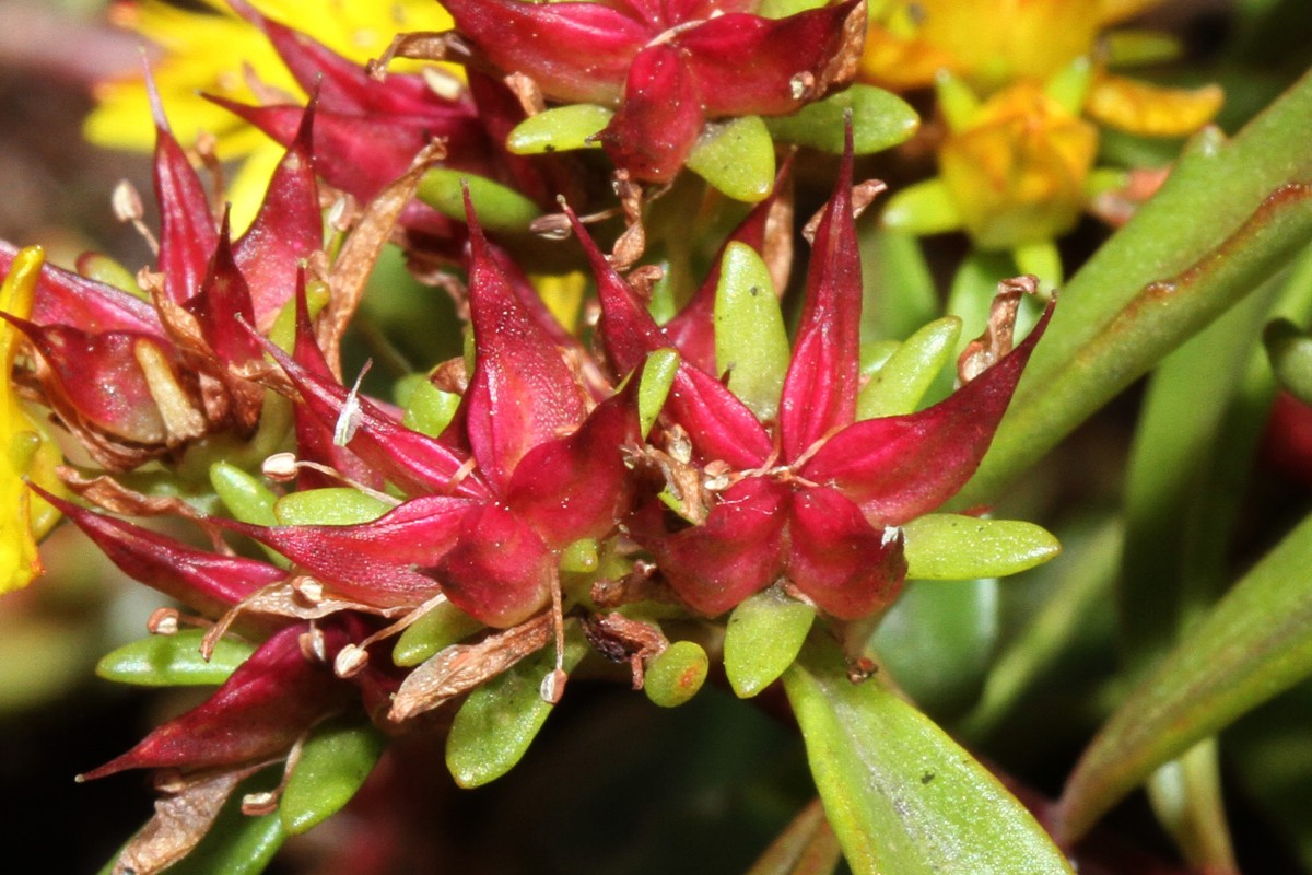 5000_05_Kamtschatka- Asienfetthenne_Sedum kamtschaticum.jpg