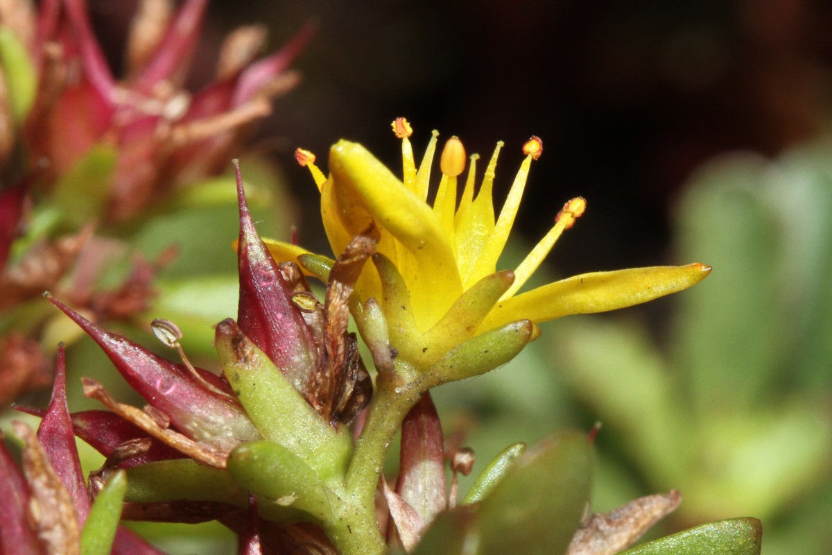 5000_07_Kamtschatka- Asienfetthenne_Sedum kamtschaticum.jpg