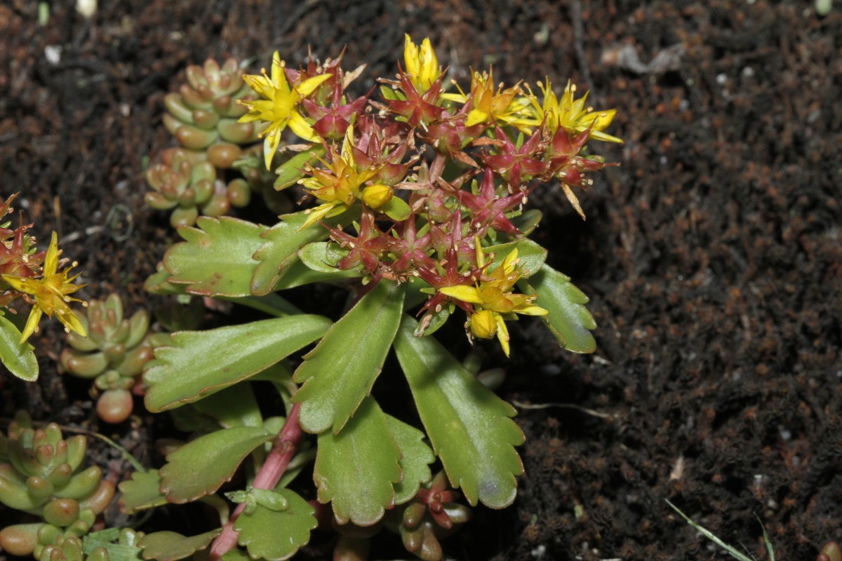 5000_08_Kamtschatka- Asienfetthenne_Sedum kamtschaticum.jpg