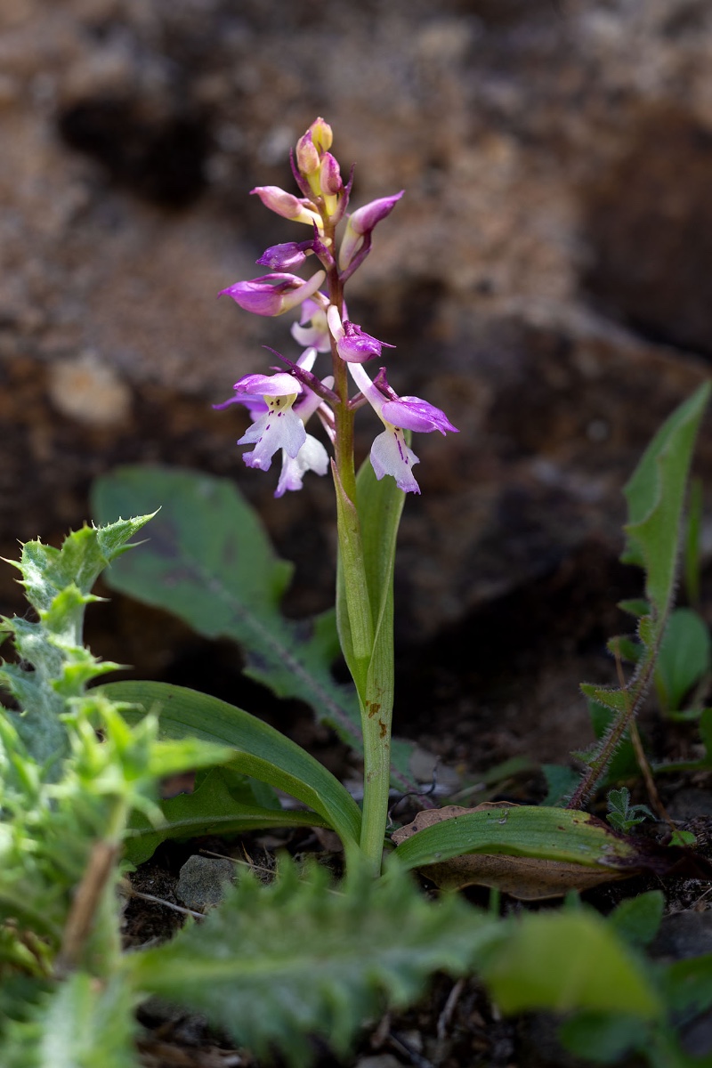 Orchis ichnusae