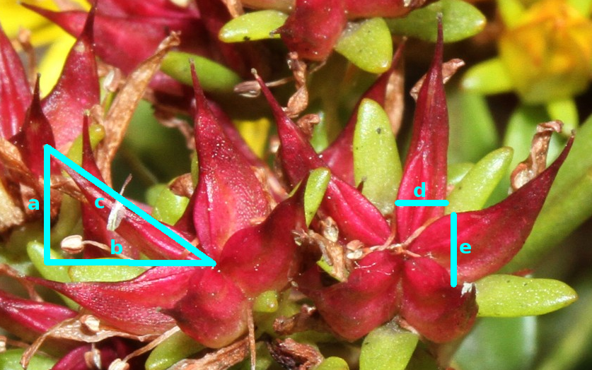 frucht.png