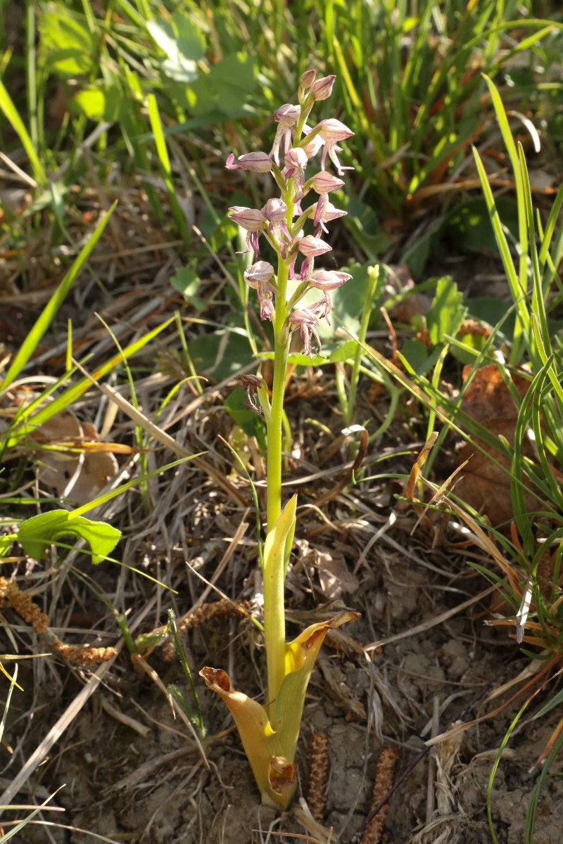 Orchiaceras spurium_01.jpg