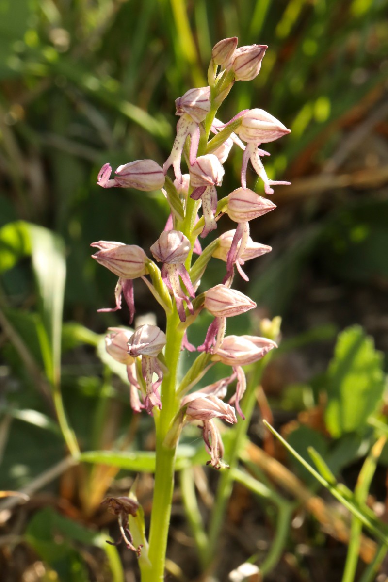 Orchiaceras spurium_02.jpg