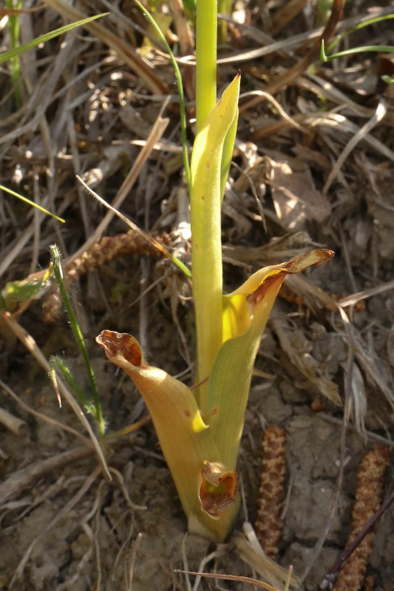 Orchiaceras spurium_04.jpg