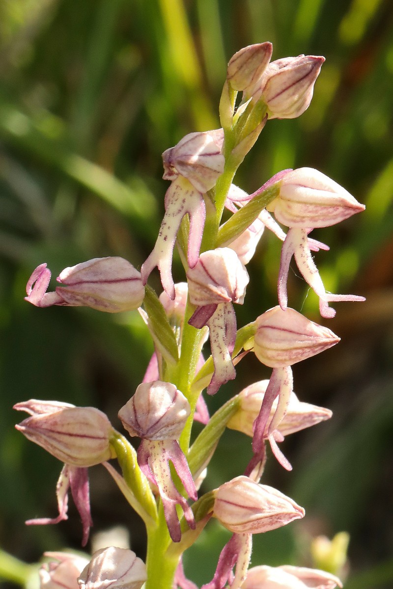 Orchiaceras spurium_05.jpg