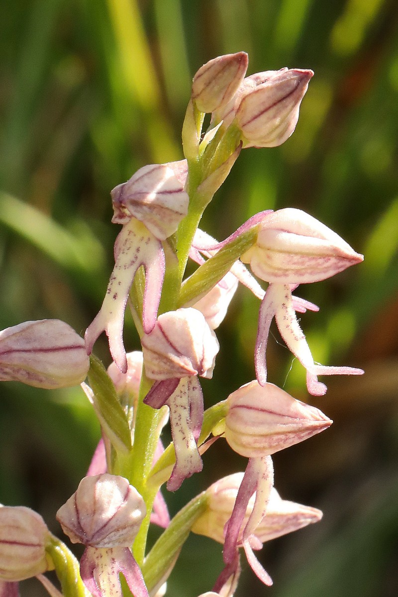 Orchiaceras spurium_07.jpg