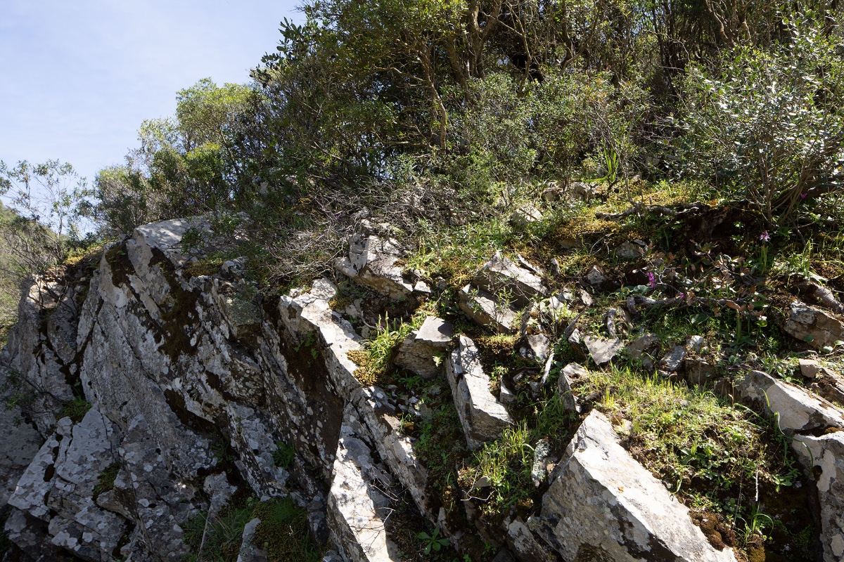 Habitat von Orchis ichnusae