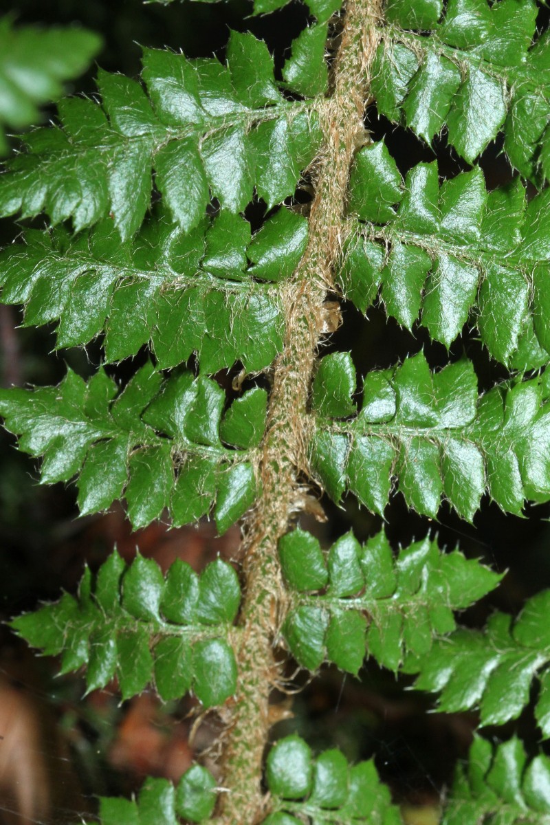 0078_07_Zarter Schildfarn_Polystichum braunii.jpg