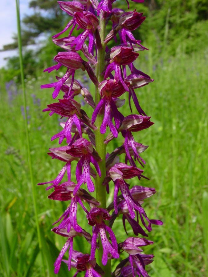 Orchis x spuria MH 1.jpg