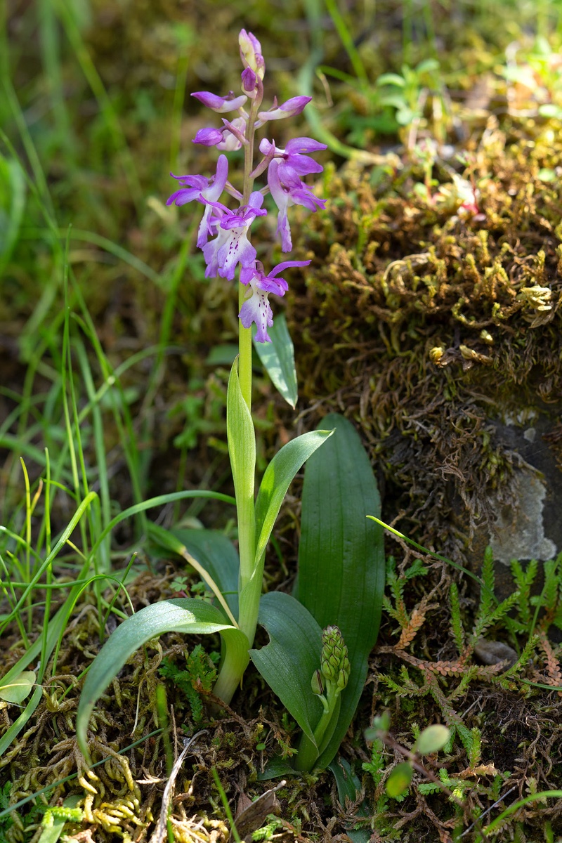 Orchis ichnusae mit knospiger Orchis anthropophora rechts der Pflanze. Trotz intensiverer Suche konnten wir keine Hybriden zwischen beiden Orchis finden.