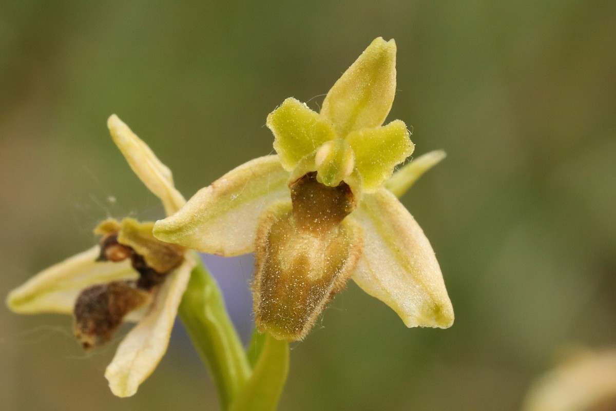 Ophrys_Lothringen_01.jpg