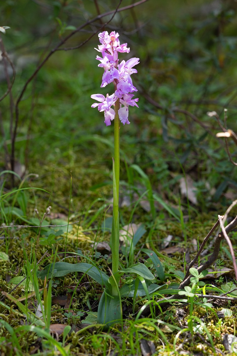 Orchis ichnusae