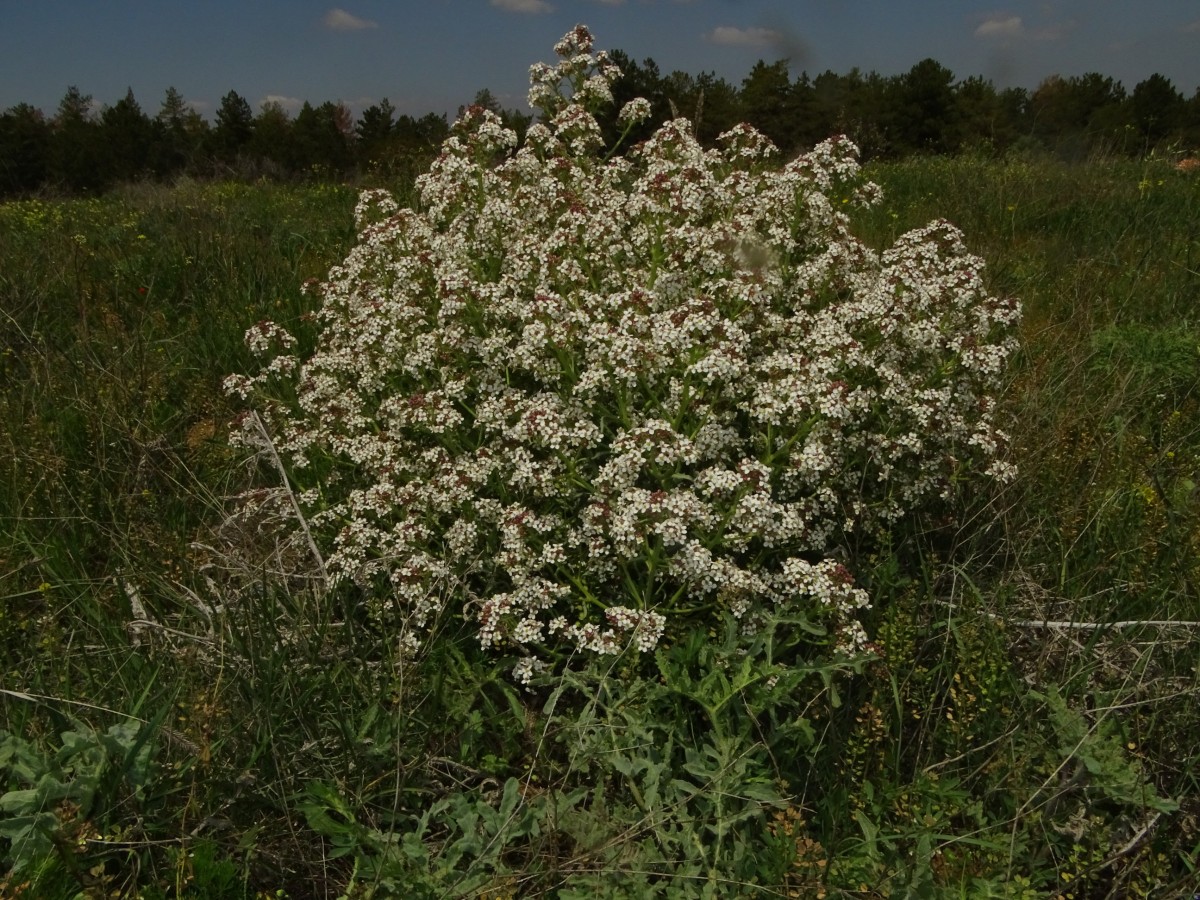 Crambe (1).JPG