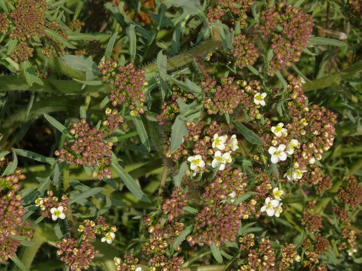 Crambe (2).JPG