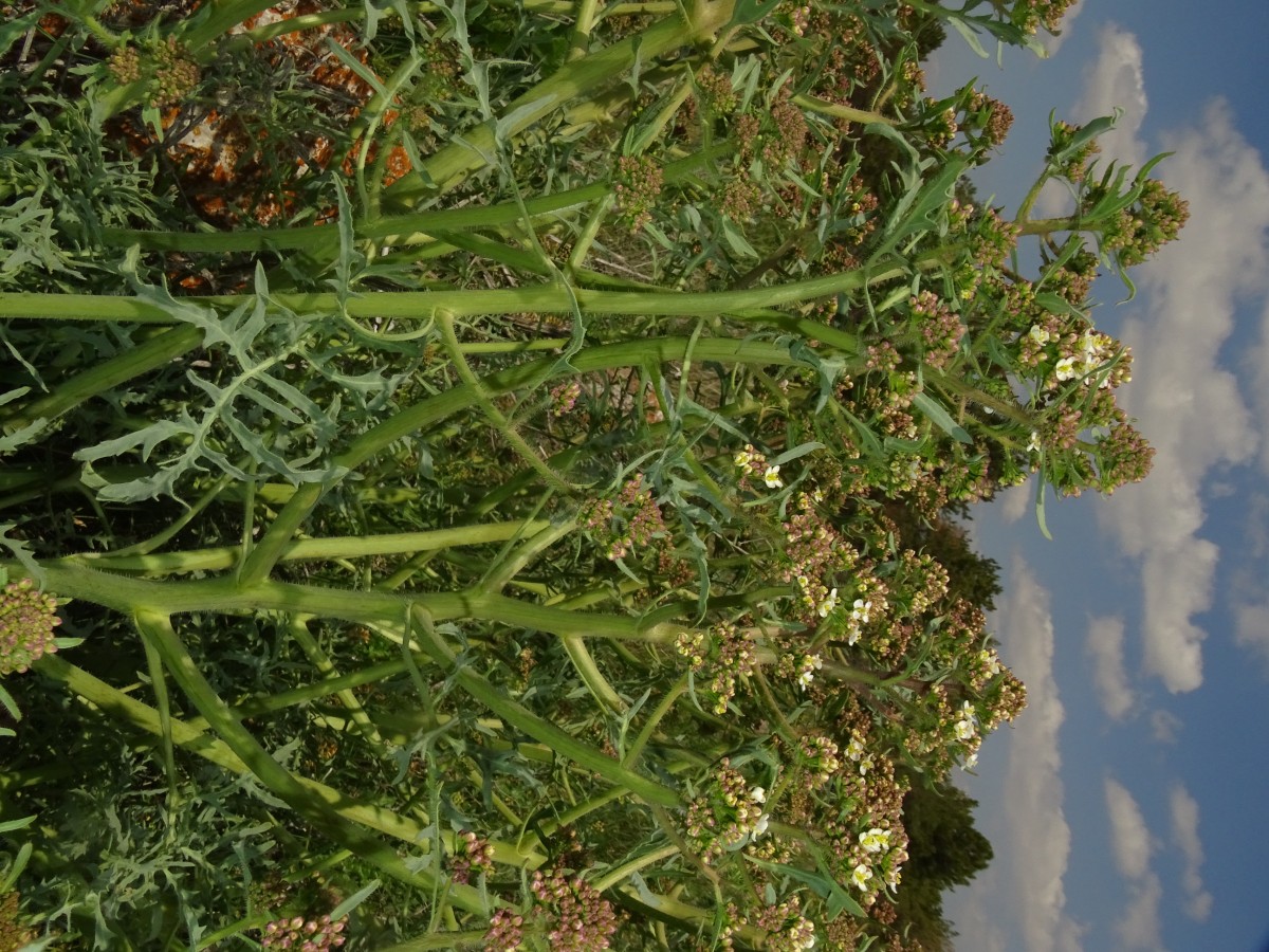 Crambe (3).JPG