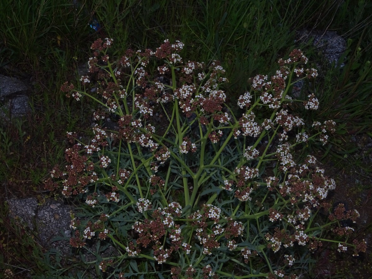 Crambe (5).JPG