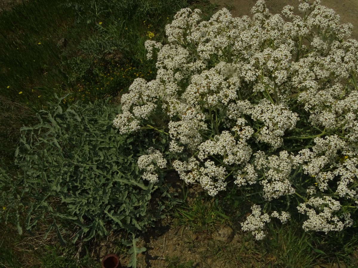 Crambe.JPG