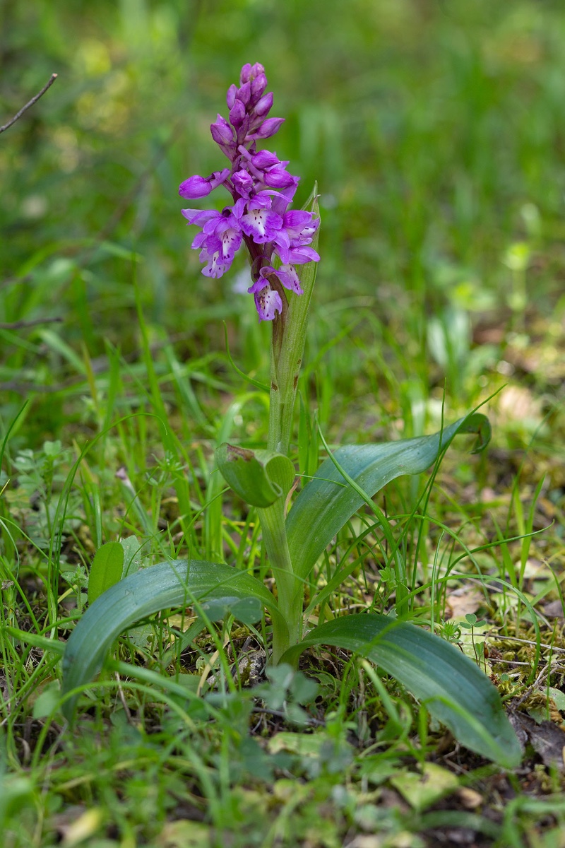 Orchis ichnusae