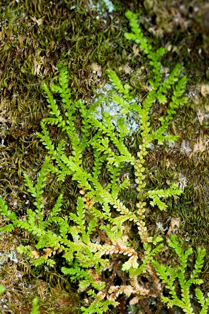 Selaginella denticulata