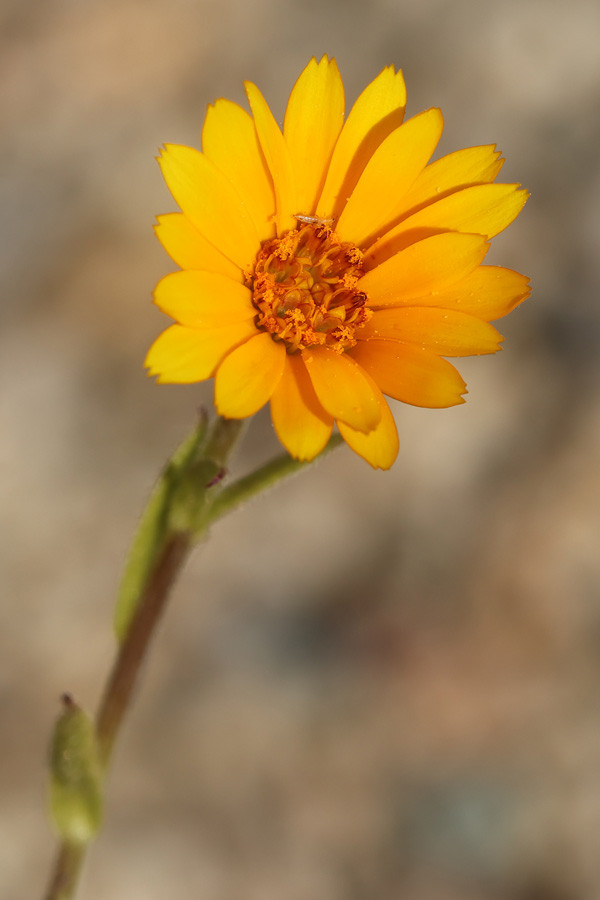 Calendula (Blüte).jpg